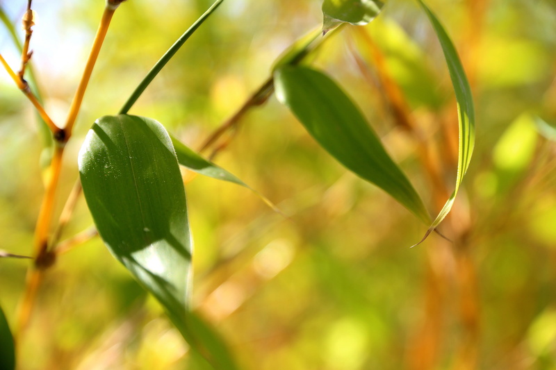 food and drink, relaxation, selective focus, plant, wood, relax, green, leaf, focus on foreground, 5K, zen, balance, day, sunlight, jungle, outdoors, no people