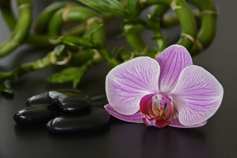 beauty in nature, luck bamboo, plant, orchid flower, luck, wood, aromatherapy, bamboo, food and drink, 4K, green, branch, hot stones, purple, bless you
