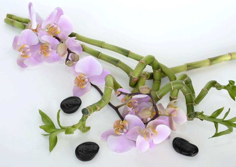 beauty in nature, bamboo, no people, pink color, asia, plant, bless you, botanical, wood, orchid flower, aromatherapy, recovery, body care, luck, indoors