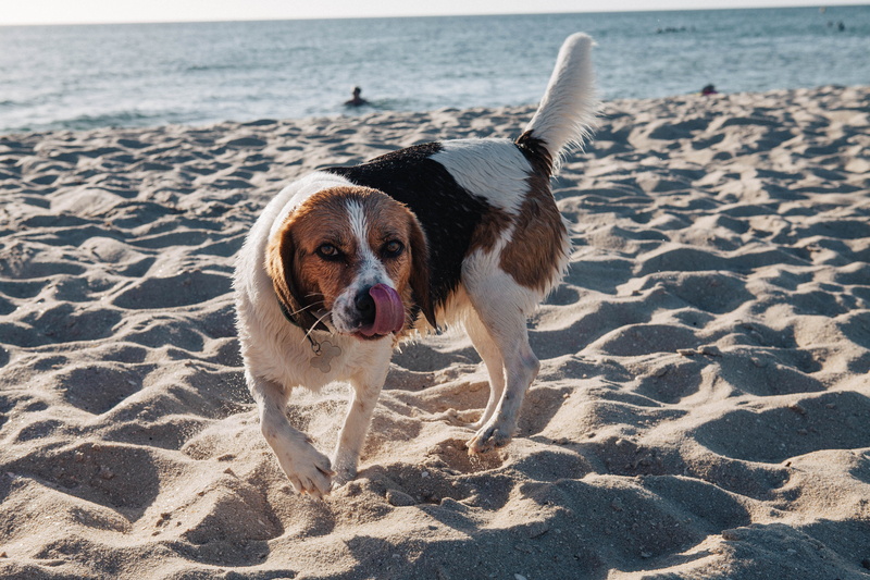 outdoors, dog, animal, person, water, pet, daytime, hound, beach, domestic animals, pets, shoreline, ocean, nature, near, black, land, shore, domestic