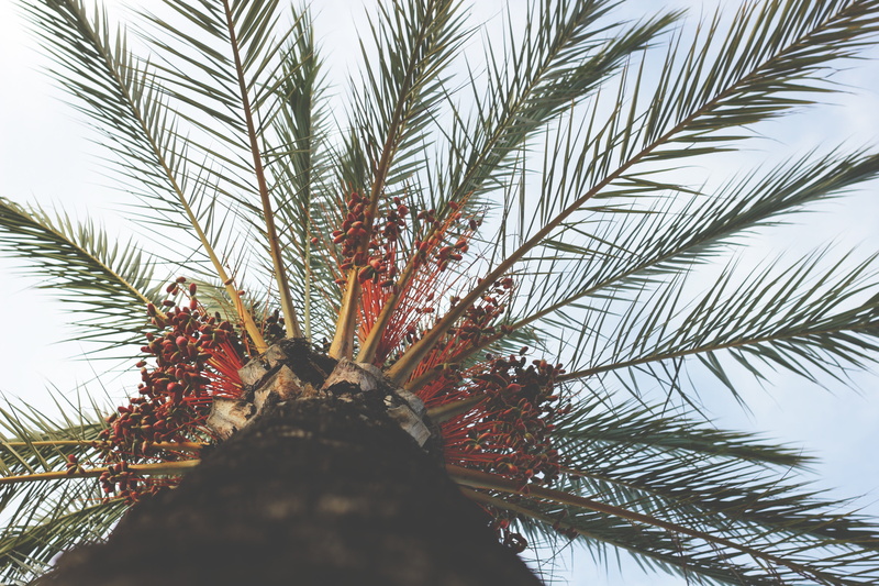 5K, branches, trunk, beauty In Nature, day, summer, low angle view, leaf, tranquility, branch, nature, plant part, tropical Climate, view from below, tree