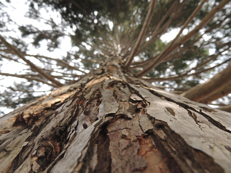 Bark, no people, nature, forest, Brown, plant bark, low angle view, selective focus, Wood, focus on foreground, close-up, tranquility, 4K, tree Trunk