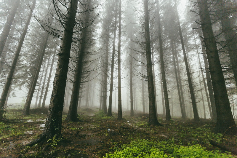 environment, misty, wet, forest, earth, gloomy, low angle view, fog, pine tree, haze, fogs, plant, tree trunk, root, beauty in nature, evergreen, mist