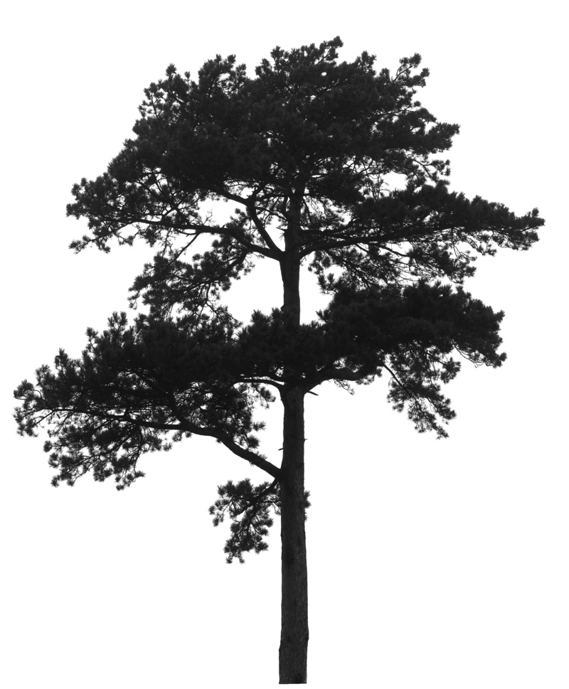 black and white, beauty in nature, clear sky, growth, tree, sky, outdoors, coniferous, conifer, plant, palm tree, white background, 2K, branch, pine, height