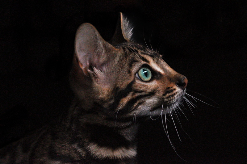 wildlife, cougar, animal themes, animal eye, animal head, lion, whisker, feline, animal body part, cat, bengal, gray, domestic cat, black background, nature