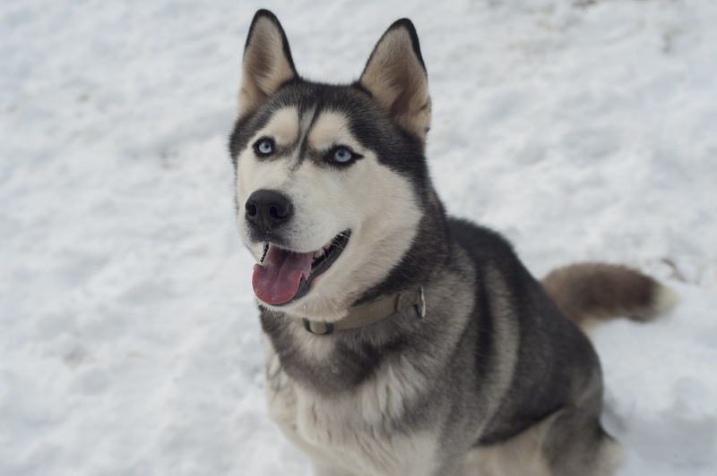 pets, one animal, siberian, sled dog, winter, mammal, cold temperature, portrait, domestic animals, canine, sibirian husky, husky, facing, no people, dog