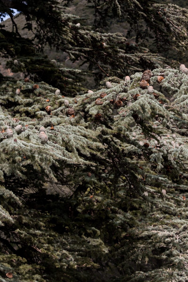 conifer, trees, green color, rock - object, apparel, larch, land, fir tree, forest, plant, blueberry, pine tree, beauty in nature, close-up, green, spruce