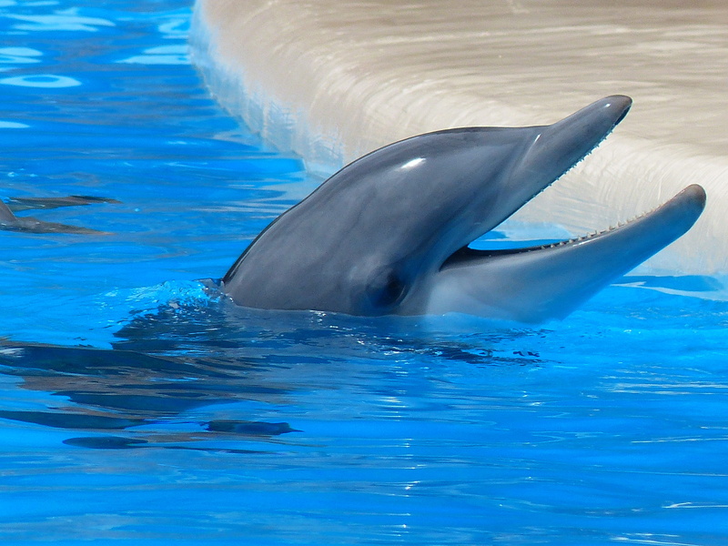 one animal, bottlenose dolphin, sea, 4K, ocean, mammalia, grampus, underwater, play, nose, creature, aquarium, animal wildlife, sea life, outdoors, tail