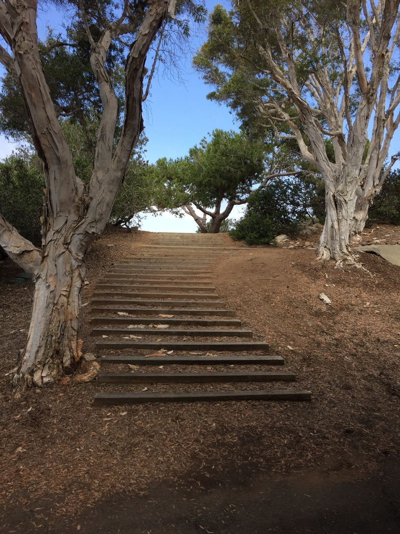 2K, nature, upward, tranquility, beauty in nature, outdoors, no people, plant, tree trunk, the way forward, stairs, architecture, day, land, sky, san diego