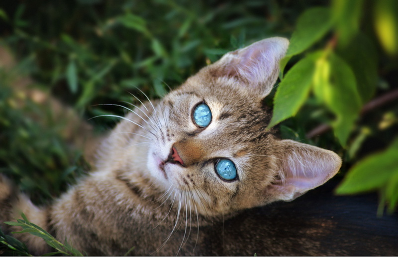 looking, photography, nature, vertebrate, mammal, 4K, close, cute, day, one animal, feline, animal, leaf, animal head, upwards, wild world, pets, no people