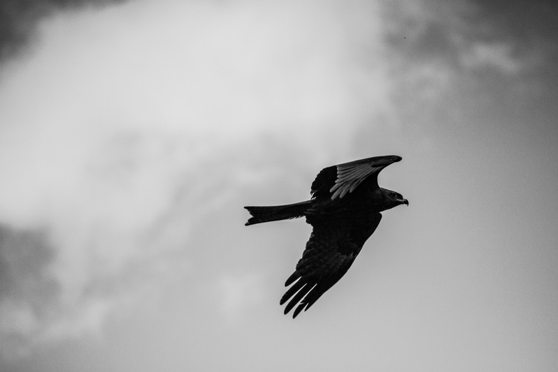 mood, crow, hiking, black and white photography, focus on foreground, animal world, background, day, flight, mountain meadow, summer, italy, limitless
