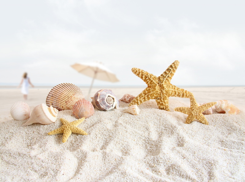 no people, Seasons, land, sea, Seashells, animal wildlife, sand, nature, seashell, sky, 4K, star shape, holiday, sea life, assorted, Beach, animal, shell