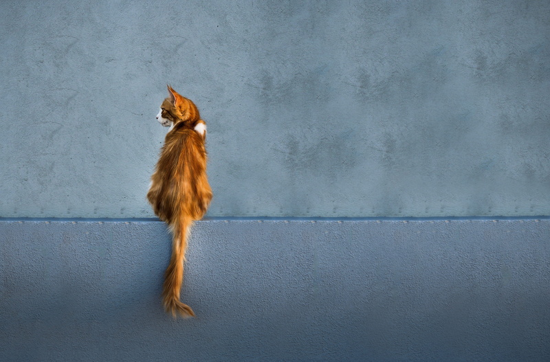 concrete, wall, textured effect, domestic, pet, looking away, looking, brown, domestic animals, kitten, kitty, 5K, no people, mammal, animal hair, hair