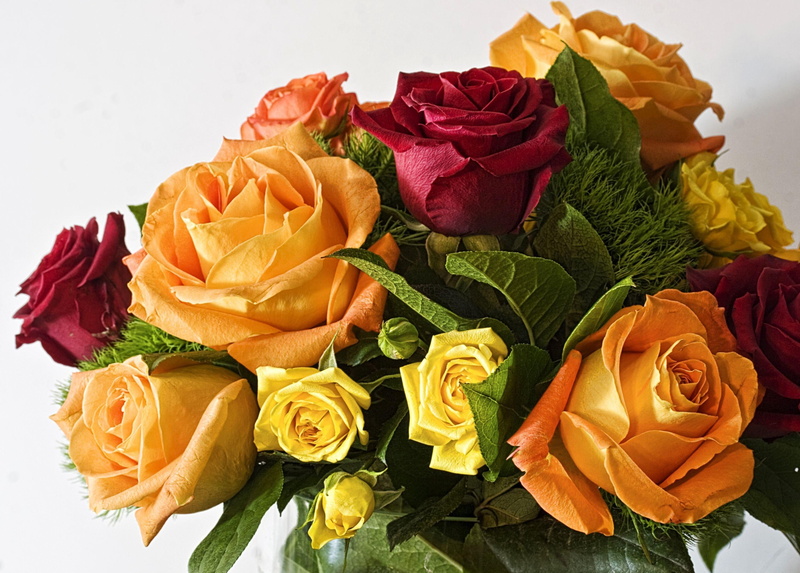 blossom, color, bunch of flowers, pink Color, rose, backgrounds, close-up, buds, colors, flowering plant, flower Head, rose - Flower, decorative, petal