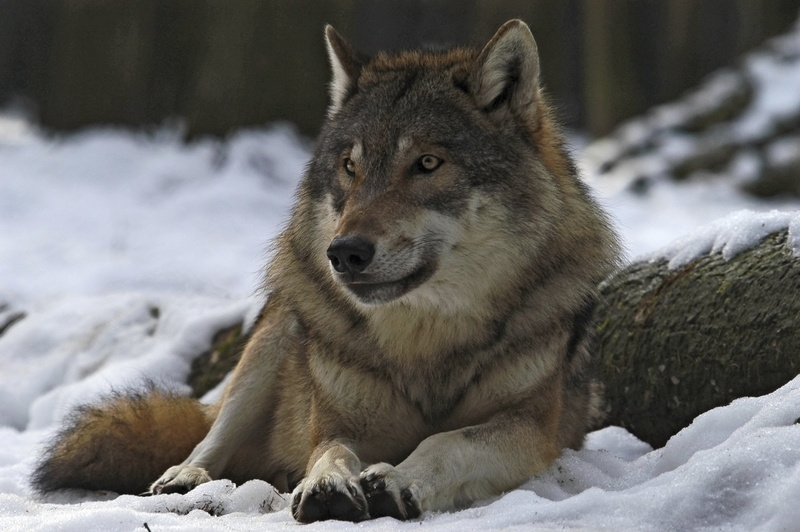 looking, animal wildlife, one Animal, leader, looking away, fur, animal Head, male, snow, portrait, animals Hunting, canine, relaxation, 5K, wilderness Area