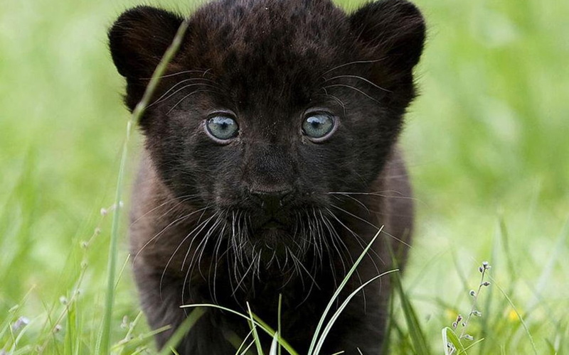 PANTHER, art, animals, 720P, cats, baby, HD