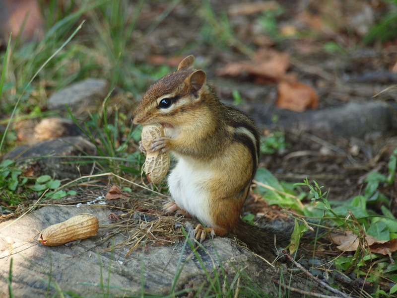 full length, field, squirrel, animal wildlife, wildlife, hungry, animal themes, bird, one animal, chipmunk, no people, focus, photop, environment, rodent