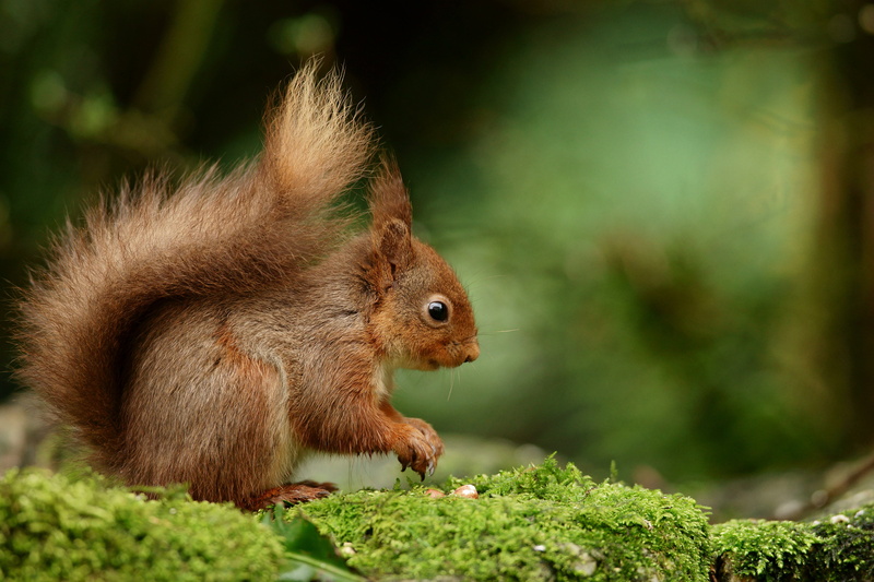 wildlife, tree, outdoors, nut - Food, eating, brown, nature, cute, squirrel, animal, rodent, mammal, 4K, forest