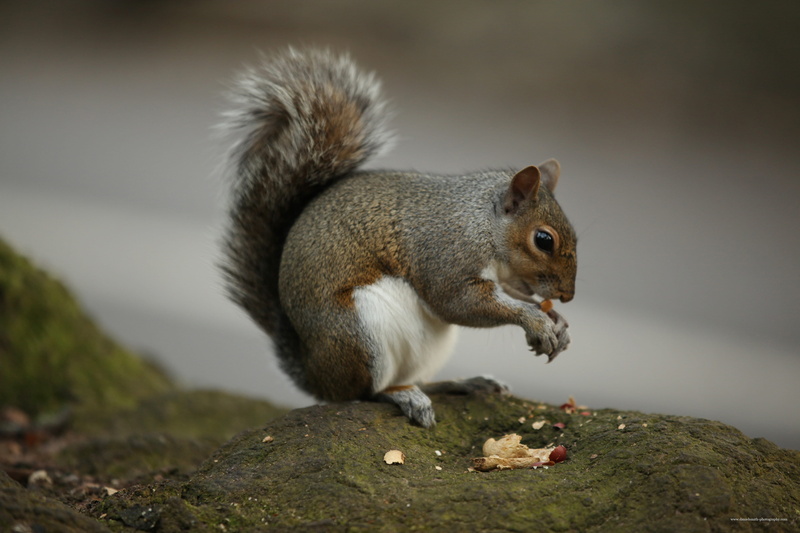 bushy, stones, mammal, furs, side view, background, furry, rodents, grey, eating, animal themes, photography, no people, mammals, one animal, gnawing, animal