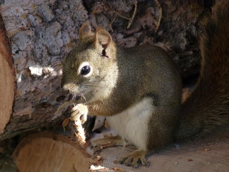 wildlife, side view, cute, mammal, 4K, animal themes, nut, furry, food, acorn, vertebrate, creature, curious, focus on foreground, outdoor, color Image