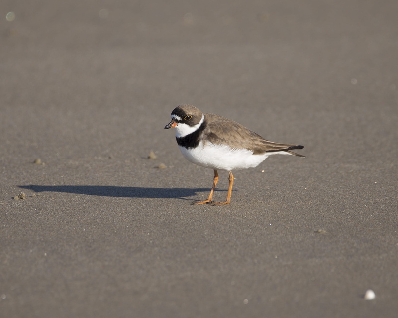 united states, 1080P, transportation, shadow, road, full length, scarborough, sparrow, vertebrate, ornithology, beach, black point road, birding, perching