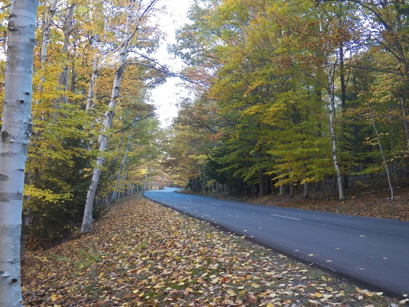 forest, tree, road, new england, trees, fall foliage, transportation, tranquil scene, fall, direction, scenics - nature, day, non-urban scene, diminishing perspective