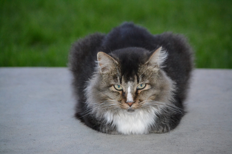 looking at camera, vertebrate, no people, maine coon cat, city, domestic animals, domestic, pet, mammal, animal, focus on foreground, cat, pets, domestic cat