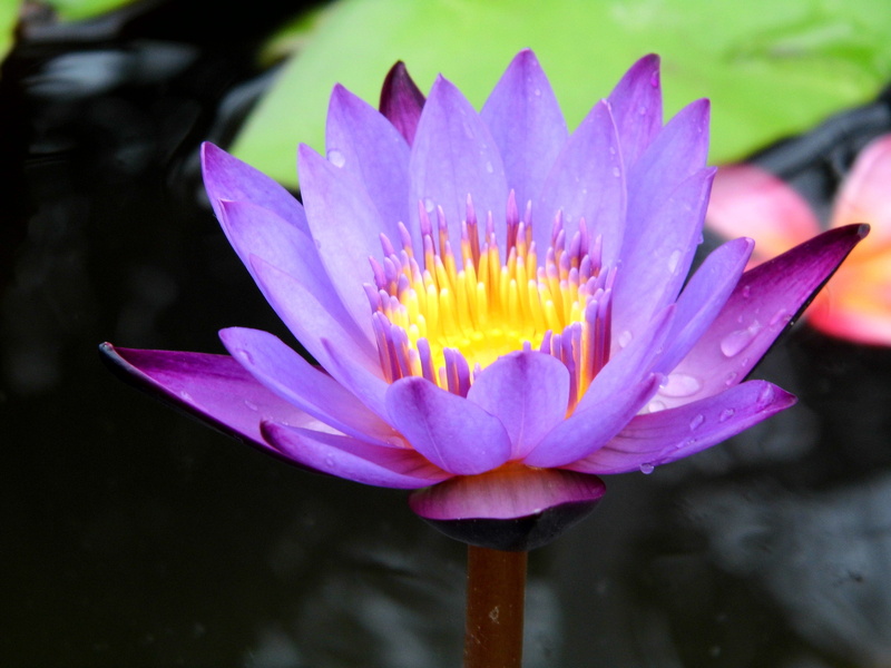 outdoors, flowers nature, plants, fragility, springtime, focus, floating on water, vulnerability, lotus air, central java, plant, red, flower, flowering plant