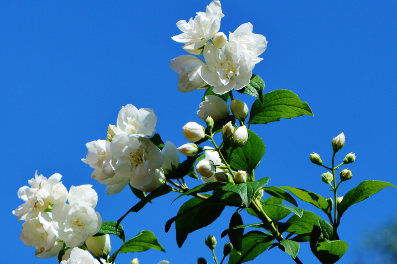 beauty in nature, white flower, blue, growth, close-up, fragility, plant, inflorescence, freshness, flower, outdoors, petal, nature, springtime, leaf, flowers