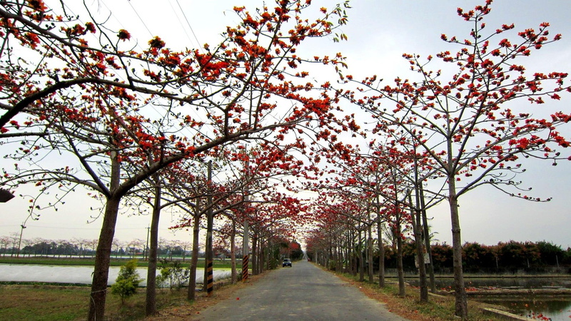 road, huge flowers, nature and landscapes, tree, orange-red, 1080P, bombax malabarica, trees, kapok