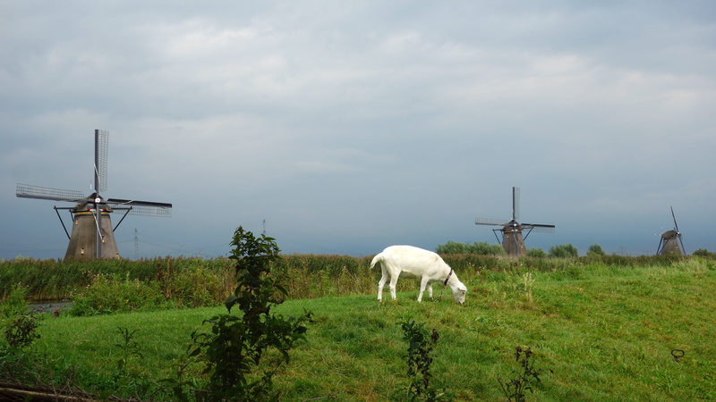 outdoors, landscape, pets, goat, cloud - sky, herbivorous, livestock, field, alternative energy, plant, 5K, grass, vertebrate, environment, domestic, cultural heritage