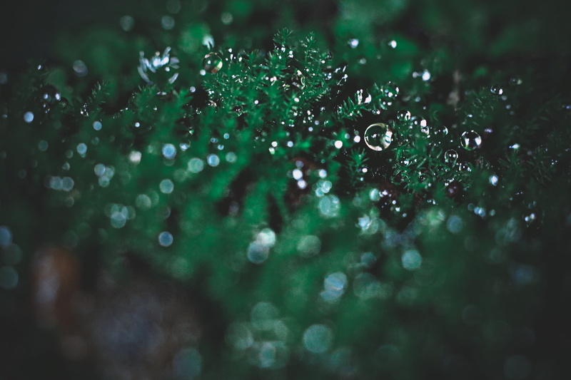 full frame, plant, green color, drop, wet, close-up, selective focus, water, beauty in nature, nature, khao yai national park, freshness, rain, day, growth