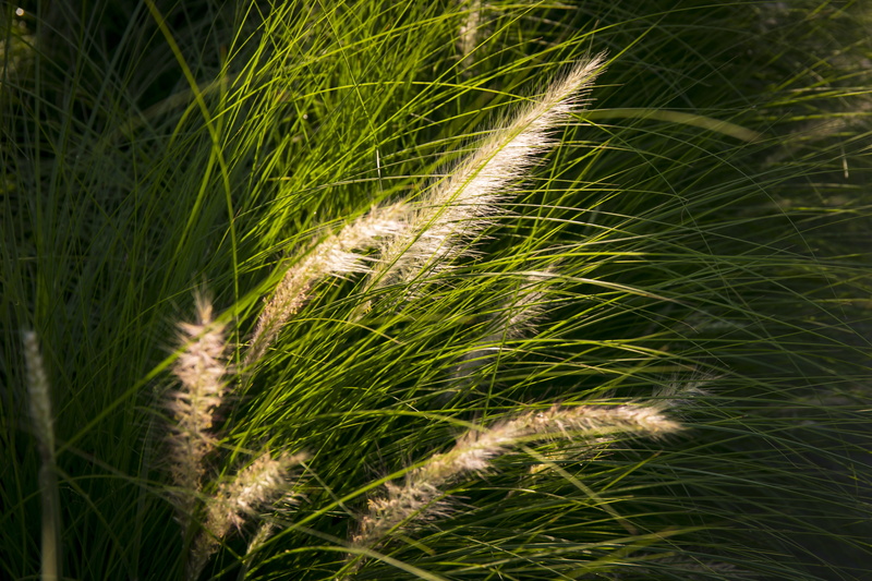 land, light, growth, no people, green, feild, barley, tranquility, timothy grass, stalk, nature, green color, field, cereal plant, close-up, day, crop