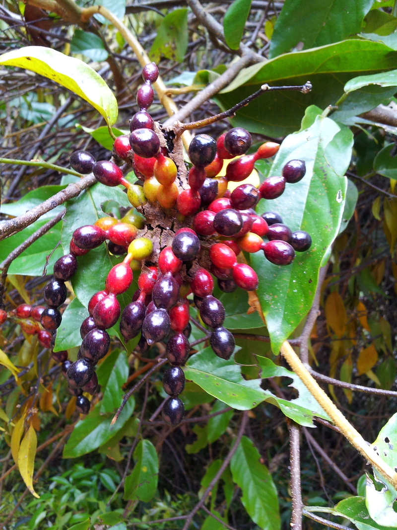 plant, outdoors, food and drink, subtropics, green color, tree, freshness, fruit, red, autumn, ripe, exotic, nature, plants, growth, agriculture, khao yai national park