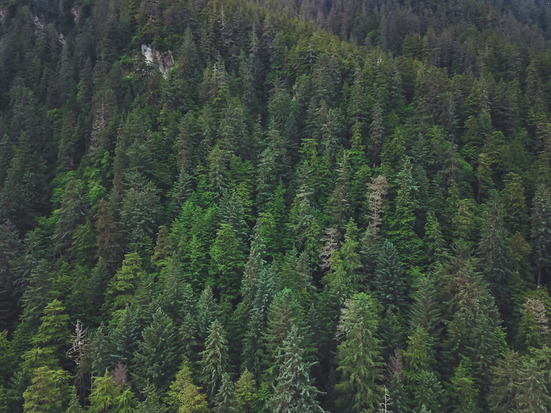 land, pine wood, drone, high angle view, pattern, norther, day, trees, non-urban scene, evergreen tree, nature, 4K, christmas, no people, growth, tranquility