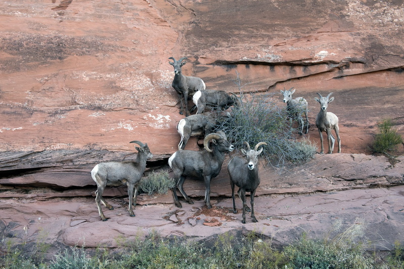 field, group, land, goats, rock - object, rock, animal, Big Horn Sheep, vertebrate, animals And Pets, mountainside, outdoors, herbivorous, wildlife, daytime