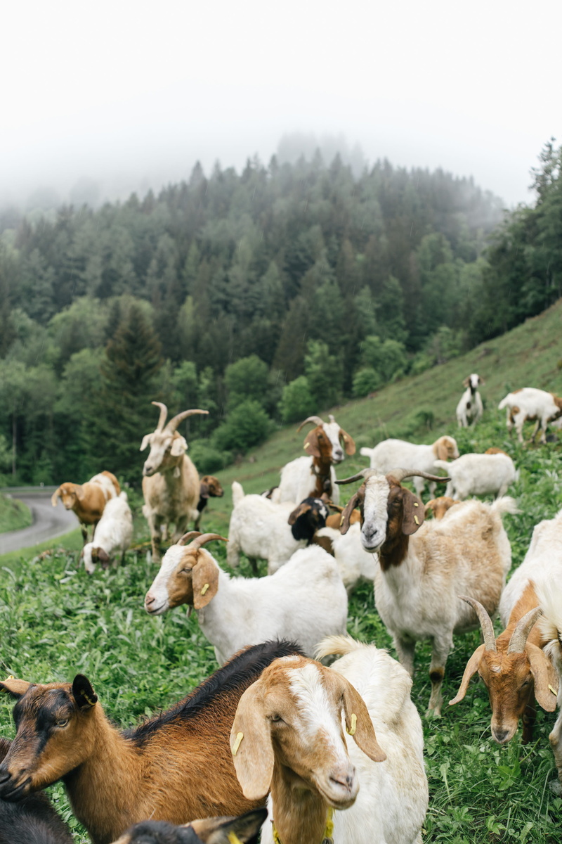 environment, goat head, farming, day, animal themes, black forrest, group of animals, nature, mountainside, large group of animals, schwarzwald, cute, livestock