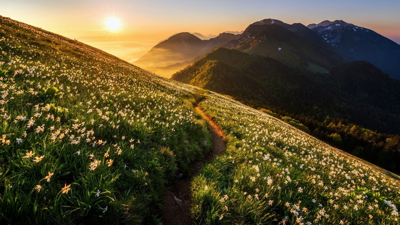 flower field, plant, mountainside, cloud - sky, golica, lens flare, scenics - nature, spring, tranquil scene, sun, path, sky, blossom, kahlkogel, mount scenery