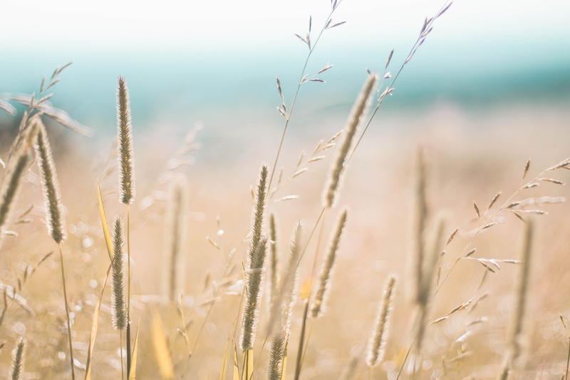 land, outdoors, plant, tranquility, stalk, agriculture, mucke, hesse, untold visuals, 5K, wheat, no people, crop, cereal plant, rural scene, mountainside