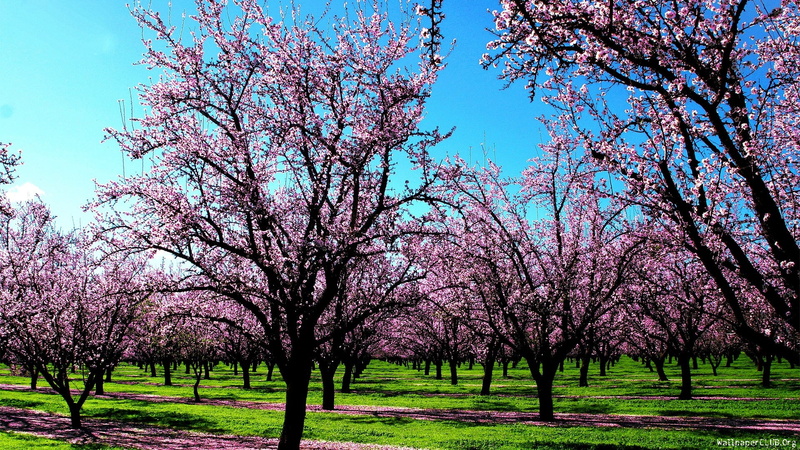 blossom, season, nature, beauty in nature, branch, cherry blossom, tranquility, fall, springtime, scenery, tranquil scene, tree, sun, park, forest, flower