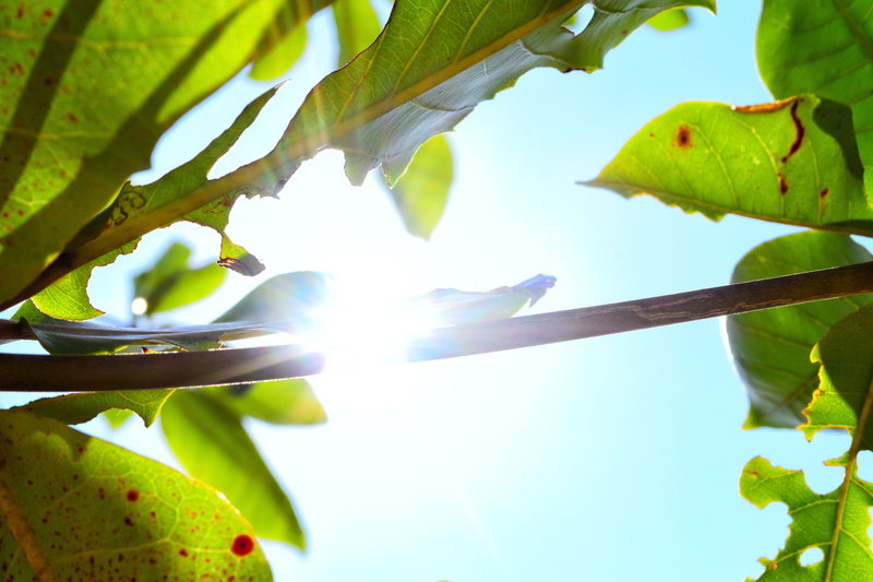 spring, Sun, branch, freshness, sunrise, trunk, sunset, natural, light, green, leaves, lush Foliage, sky, autumn, yellow, day, bright, leaf, plant part