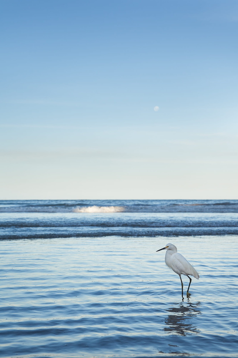 Birds, litoral, ride, vertebrate, no people, copy space, one animal, animal themes, mar, sea, animal wildlife, waterfowl, outdoors, salt water, animals