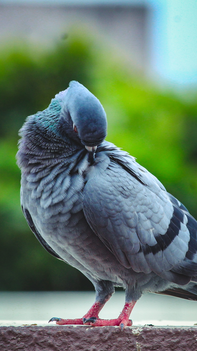 day, perching, preening, animals in the wild, full length, india, pigeon, animal wildlife, parrot, vertebrate, bird, nature, thaltej road, close-up, feather