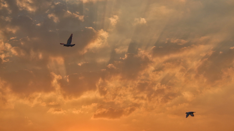 vertebrate, 5K, india, air vehicle, transportation, no people, #sunset, animal wildlife, flying, animal, one animal, ahmedabad, low angle view, cloud - sky