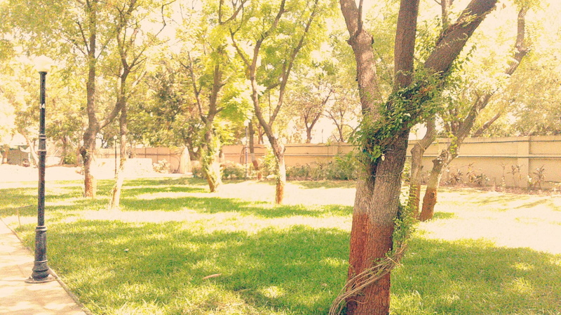 tree trunk, trunk, india, sunlight, tranquil scene, 1080P, park, tree, plant, no people, day, green color, beautiful street, outdoors, nature, land, garden