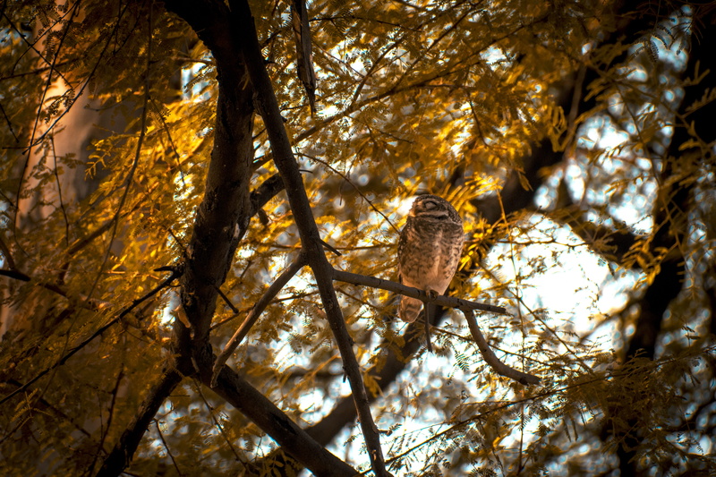 focus on foreground, trunk, tree, animals in the wild, growth, no people, low angle view, day, tree trunk, plant, bird, outdoors, perching, one animal
