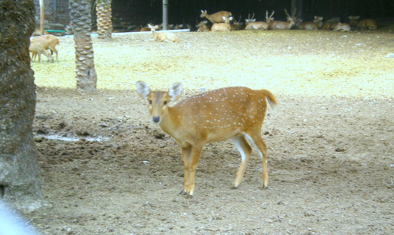 animals, 1080P, spotted dears, spotted, deer