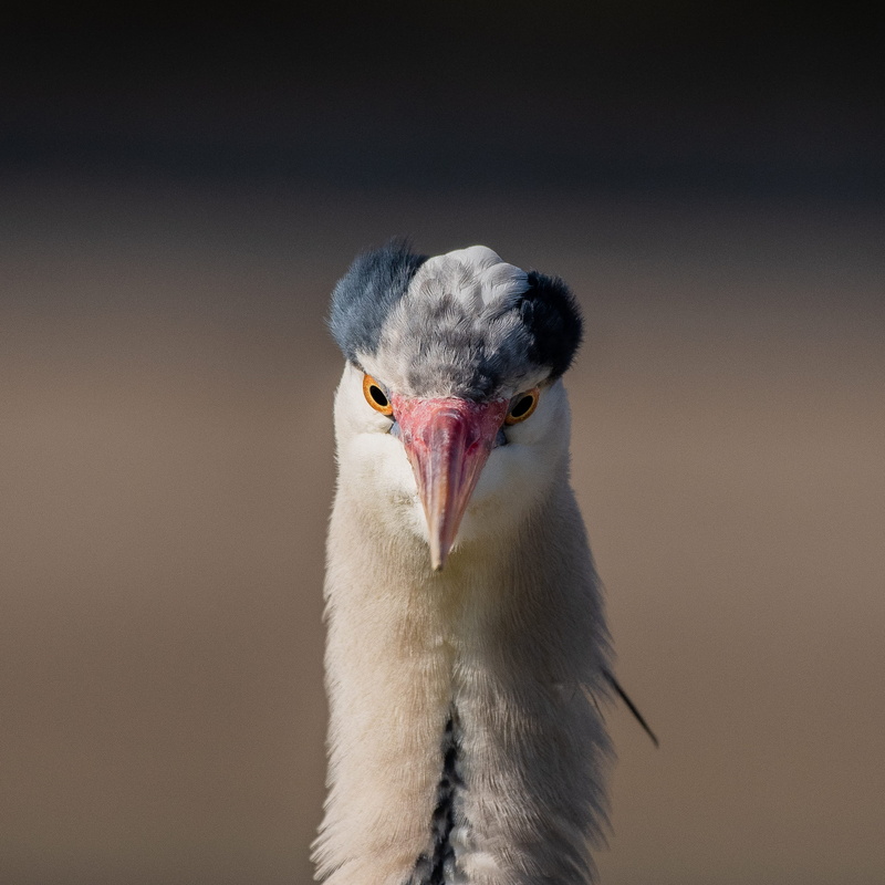 2K, portrait, wild, mouth, day, ostrich, waterfowl, one animal, animal, nature, soil, vertebrate, animals in the wild, anhinga, beak, flamingo, wildlife