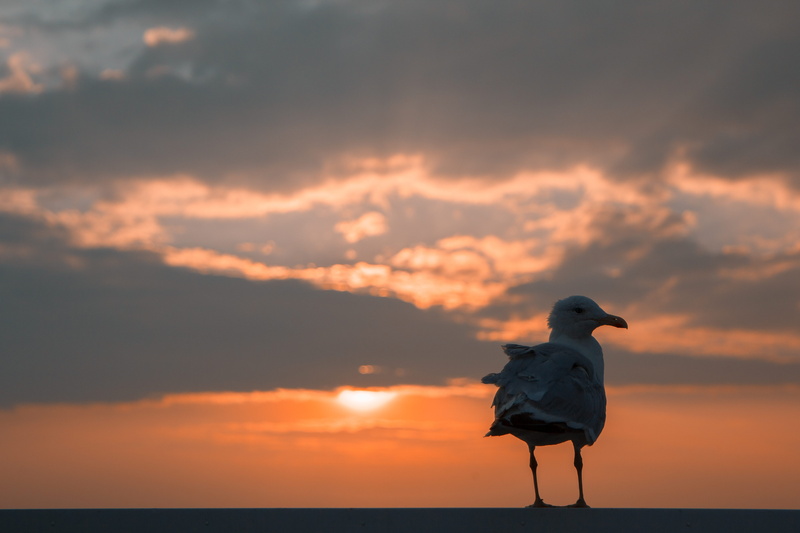 girl, scenics - nature, outdoors, skies, waterfowl, water, evening, nature, ardeidae, people, sunset, perched, horizon, animal, orange color, bird, golden