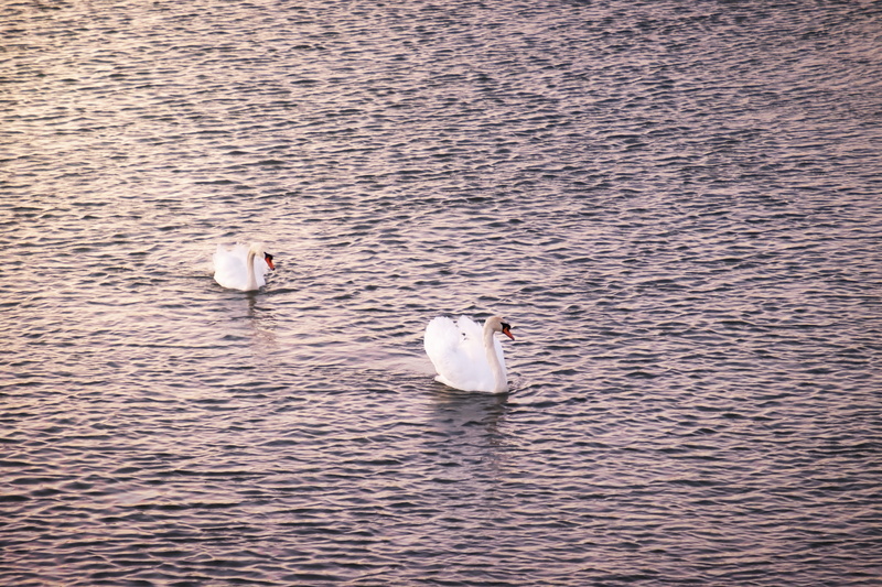 waterfowl, no people, wildlife, outdoors, marine, animal wildlife, day, crossing, ripple, water, germany, peace, floating on water, nature, river, sunset